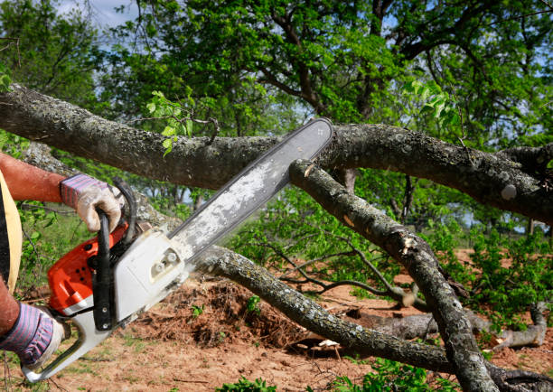 Professional Tree Care  in Beulaville, NC